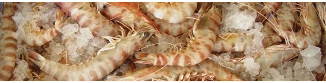 Mediterranean Striped Prawn