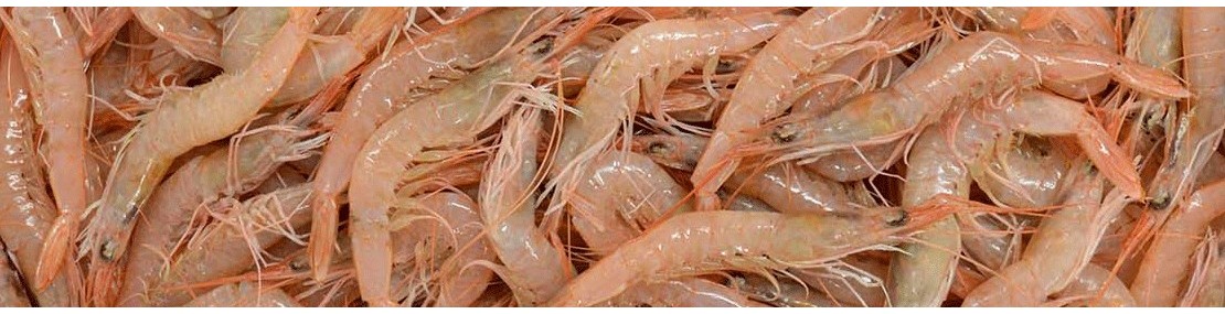 Mediterranean Pink Shrimp 